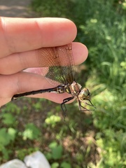 Somatochlora hineana