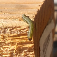 Diprion pini