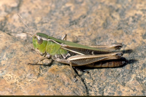 Stripe-winged Grasshopper, photo 9 of 10