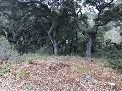 Ramalina subleptocarpha