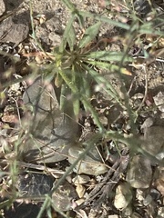 Oxytheca dendroidea dendroidea