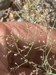 Oxytheca dendroidea dendroidea