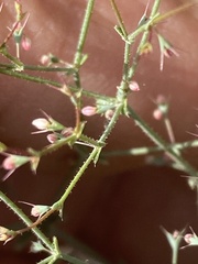 Oxytheca dendroidea dendroidea