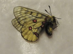 Parnassius eversmanni