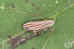 Plesiommata mollicula