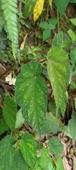 Begonia lukuana