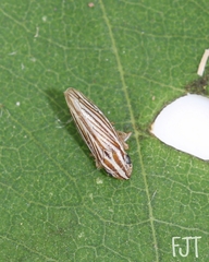 Plesiommata mollicula