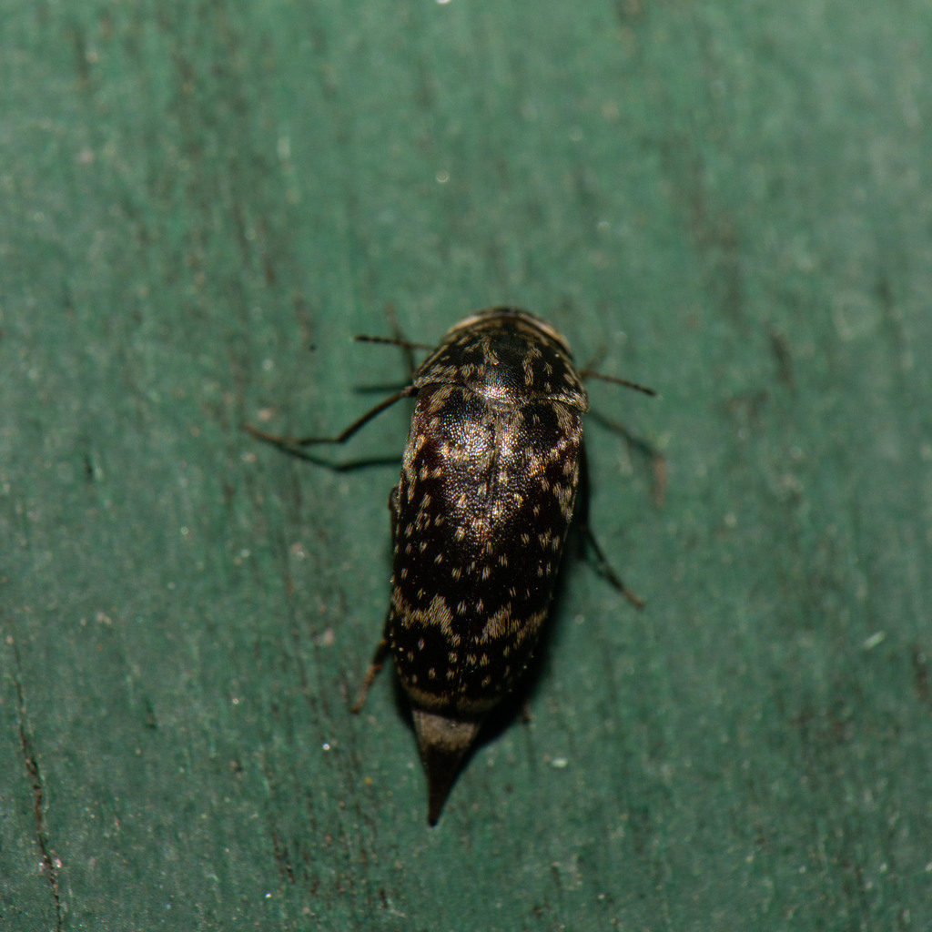 Mordellaria