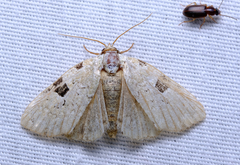 Leuconycta