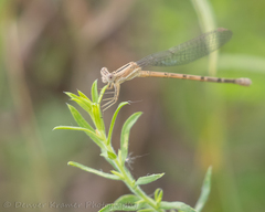 Argia nahuana