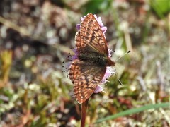 Boloria improba