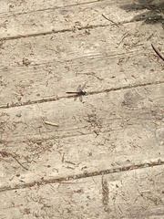 Cordulia shurtleffii