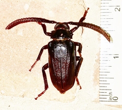 Prionus imbricornis