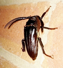 Prionus imbricornis