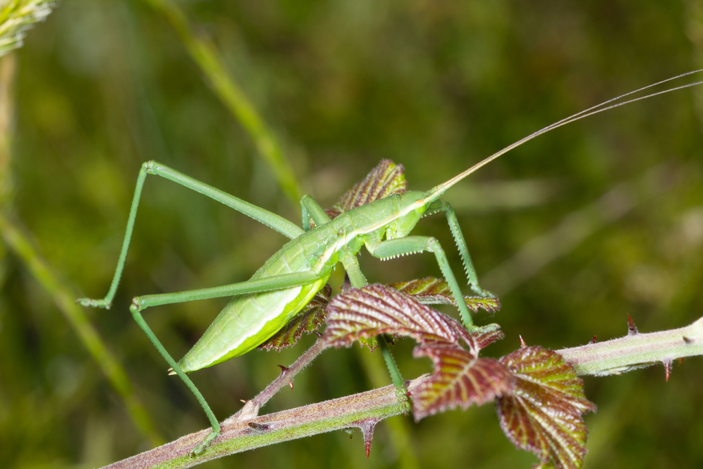 Greek Predatory Bush-cricket