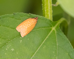 Sparganothis distincta