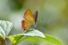 Heliophorus epicles