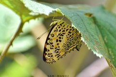 Symbrenthia hypselis