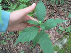Hybanthus concolor