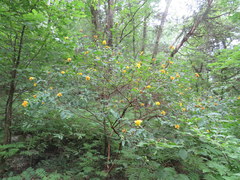 Hypericum frondosum