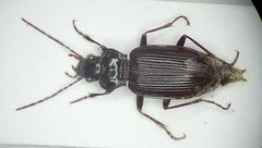 Nebria brevicollis