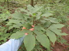Carya carolinae-septentrionalis