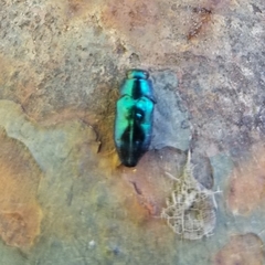 Chrysobothris lucana
