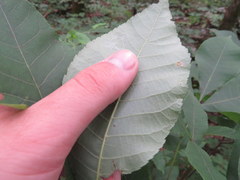 Carya carolinae-septentrionalis