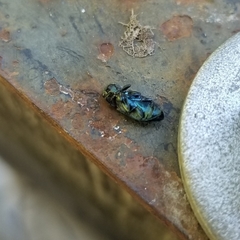 Chrysobothris lucana