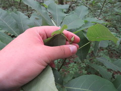 Carya carolinae-septentrionalis