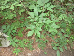 Carya carolinae-septentrionalis