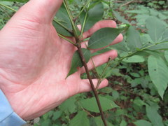 Carya carolinae-septentrionalis