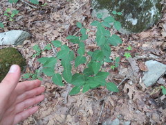 Euphorbia mercurialina