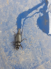 Platycerus marginalis