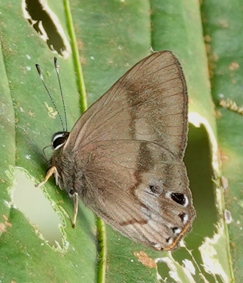 Euselasia eucrates