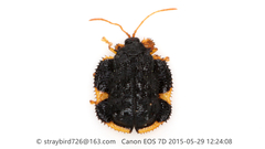 Cassidispa relicta