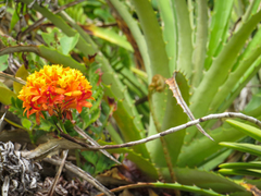 Epidendrum fulgens
