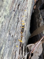 Calocera sinensis