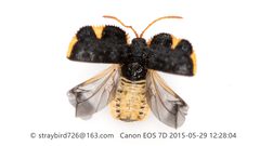Cassidispa relicta