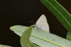 Satyrium sylvinus desertorum