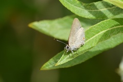 Satyrium sylvinus desertorum