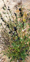 Logania recurva