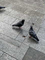 Columba livia domestica