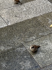 Passer domesticus