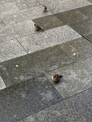 Passer domesticus