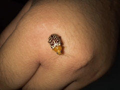 Blepharida jacobyana