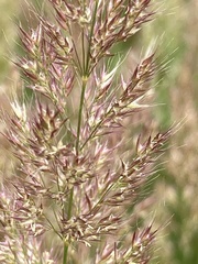 Polypogon interruptus