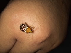 Blepharida jacobyana