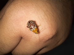 Blepharida jacobyana