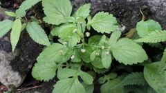 Dichrocephala integrifolia